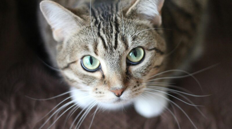 Close-up portrait of a tabby cat with striking green eyes and long whiskers.